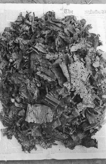 Oxyrhynchus Papyri Pile
